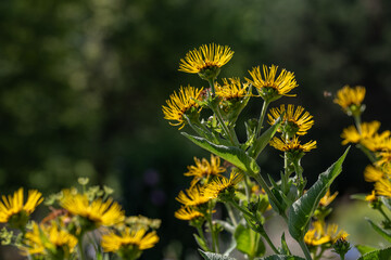 Yellow flower of elecampane (Inula helenium) on the plant.
