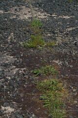 Green breaking through concert, planst growing outside
