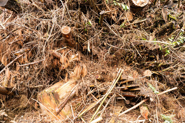 Pile of wooden twigs and branches on the ground after cutting them down. Background.