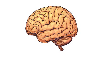 Detailed Top View Human Brain Illustration for Medical Professionals and Research Purposes