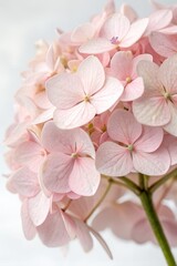 Obraz premium Macro shot of beautiful pink hydrangea in full bloom, lush petals with natural gradient, garden floral closeup