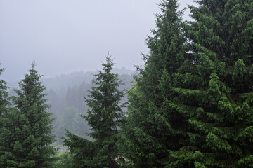Obraz premium Rain falling over pine forest in mountains