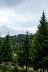 Mountain pine forest with mist and railway view