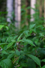 Macro shot of unripe raspberries on green plant in forest, with blurred natural background. Perfect for food, agriculture, and botanical themes.