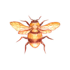 Watercolor golden bee top view, symbol of hard work, harmony, and nature. Celestial mystical illustration for astrology, magic designs, spiritual prints, and esoteric art projects.