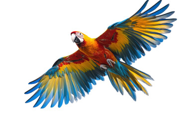 Obraz premium Yellow Parrot isolated on white background, png