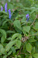 Close-up of unripe wild raspberries with purple forest flowers in background. Edible forest plants and seasonal food resources concept.
