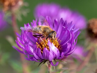 Honey bee on aster
