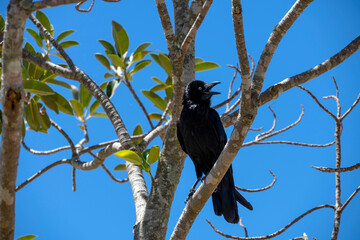Australian Raven (Corvus coronoides)