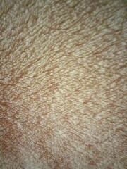 brown fur texture