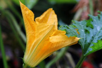 Courgette flower on a plant	