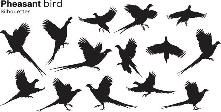 Pheasant bird silhouette set, fourteen dynamic poses, flying and standing views, detailed tail feathers, vector illustration for wildlife, nature, hunting, and educational themes