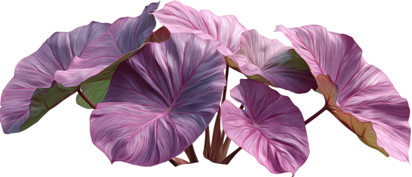 Pink, textured leaves cluster close-up
