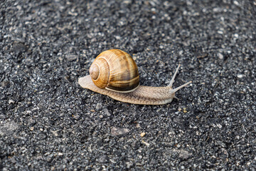 Close-up of a brown snail with spiral shell slowly crawling across textured asphalt road.