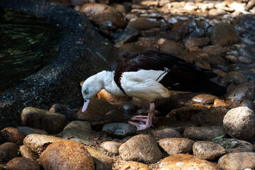 Obraz premium Radjah shelduck (Tadorna radjah)
