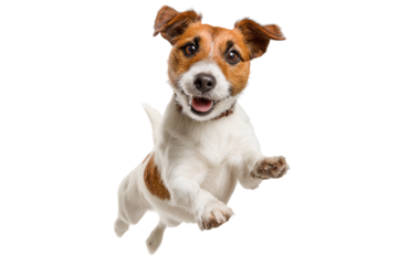terrier puppy running isolated on transparent background