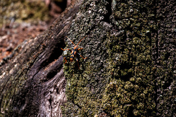 Tiger Longicorn Beetle (Aridaeus thoracicus)