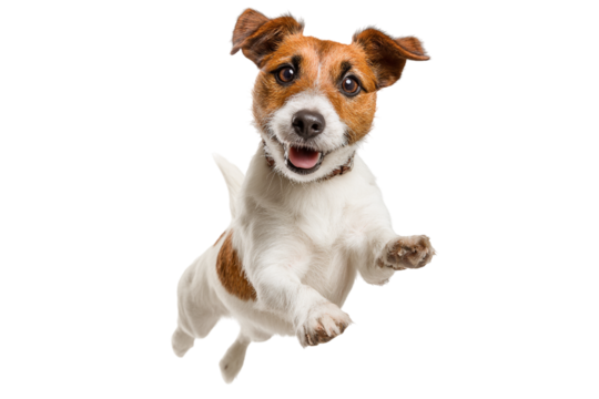 terrier puppy running isolated on transparent background