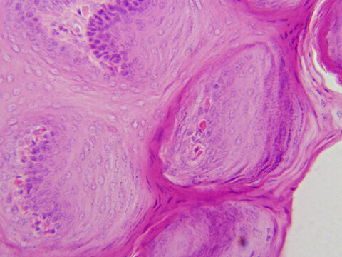 Histology Microscope Image of Mammal Tongue Epithelial Layer Longitudinal Section (400x)