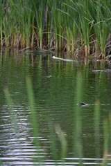 Ducks swimming on a pond in sunset