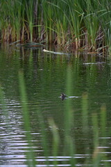 Ducks swimming on a pond in sunset