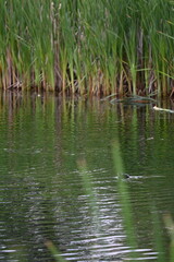 Ducks swimming on a pond in sunset
