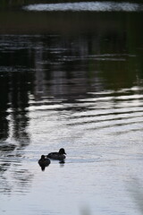 Ducks swimming on a pond in sunset