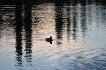 Ducks swimming on a pond in sunset