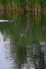 Ducks swimming on a pond in sunset