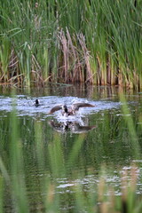 Ducks swimming on a pond in sunset