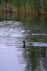 Ducks swimming on a pond in sunset