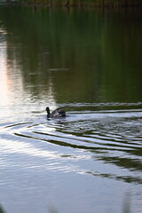 Ducks swimming on a pond in sunset
