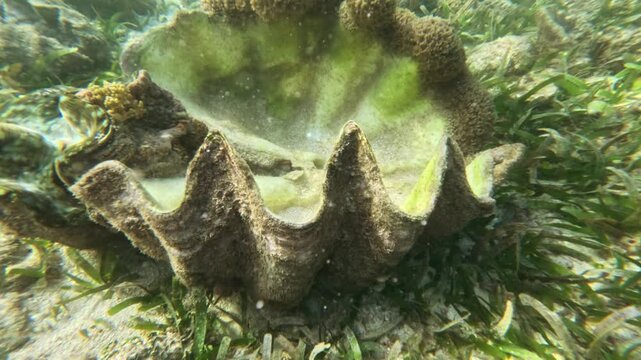 Large clam shell half open on reef among algae in shallow tropical waters Tridacna clam surrounded by seagrass and coral in clear underwater habitat