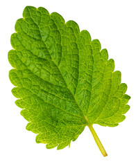 Bright green lemon balm leaf showing veins and stem on transparent background