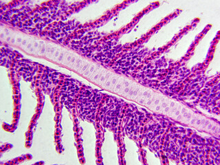 Histology Microscope Image of Freshwater Fish Gill (400x)