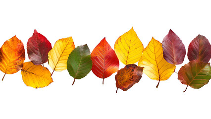 Illustrative row of colorful autumn leaves, in shades of yellow, red, orange, and green.