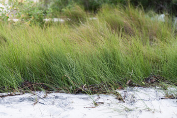 Grass in the sand