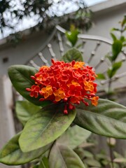Ruellia Tuberosa Flower closeup image view with green leaf