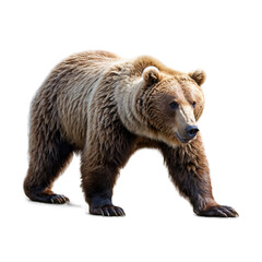 Obraz premium Isolated image of brown bear with detailed fur texture in high resolution.
