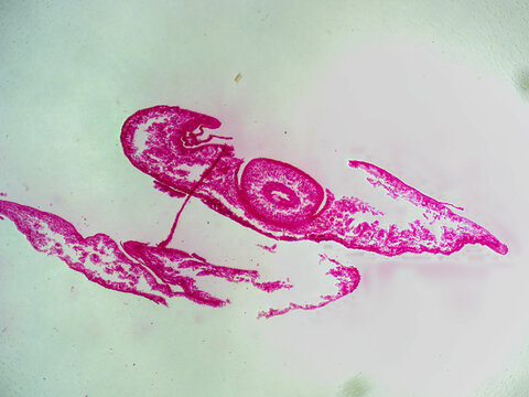 Histology Microscope Image of Planaria Cross Section (40x)