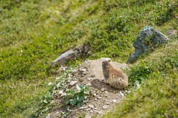 Alpine Marmot in Saas-Fee Mountain Meadow