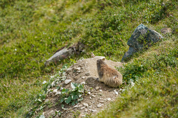 Alpine Marmot in Saas-Fee Mountain Meadow