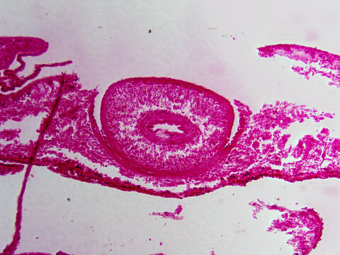 Histology Microscope Image of Planaria Cross Section Pharyngeal Cavity (100x)