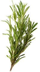 Fototapeta premium Close-up of fresh rosemary sprig (2)