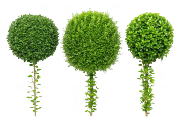 green tree with grass