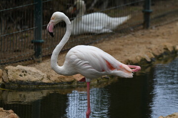 Flamingo cor-de-rosa, Phoenicopterus roseus