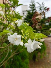 Water drops of rain in Crape jasmine flower closeup photo green background