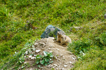 Alpine Marmot in Saas-Fee Mountain Meadow