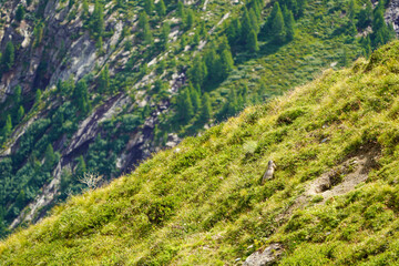Alpine Marmot in Saas-Fee Mountain Meadow