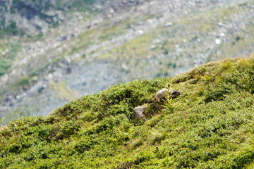 Alpine Marmot in Saas-Fee Mountain Meadow